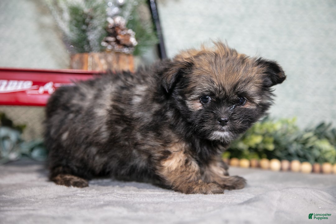Mixed Breed dogs for sale: Gia - Ad 3