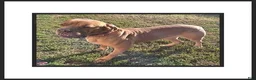 Dogue De Bordeaux dogs for sale: Beasley - Ad 3