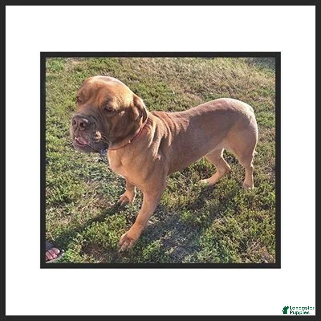 Dogue De Bordeaux dogs for sale: Beasley - Ad 3