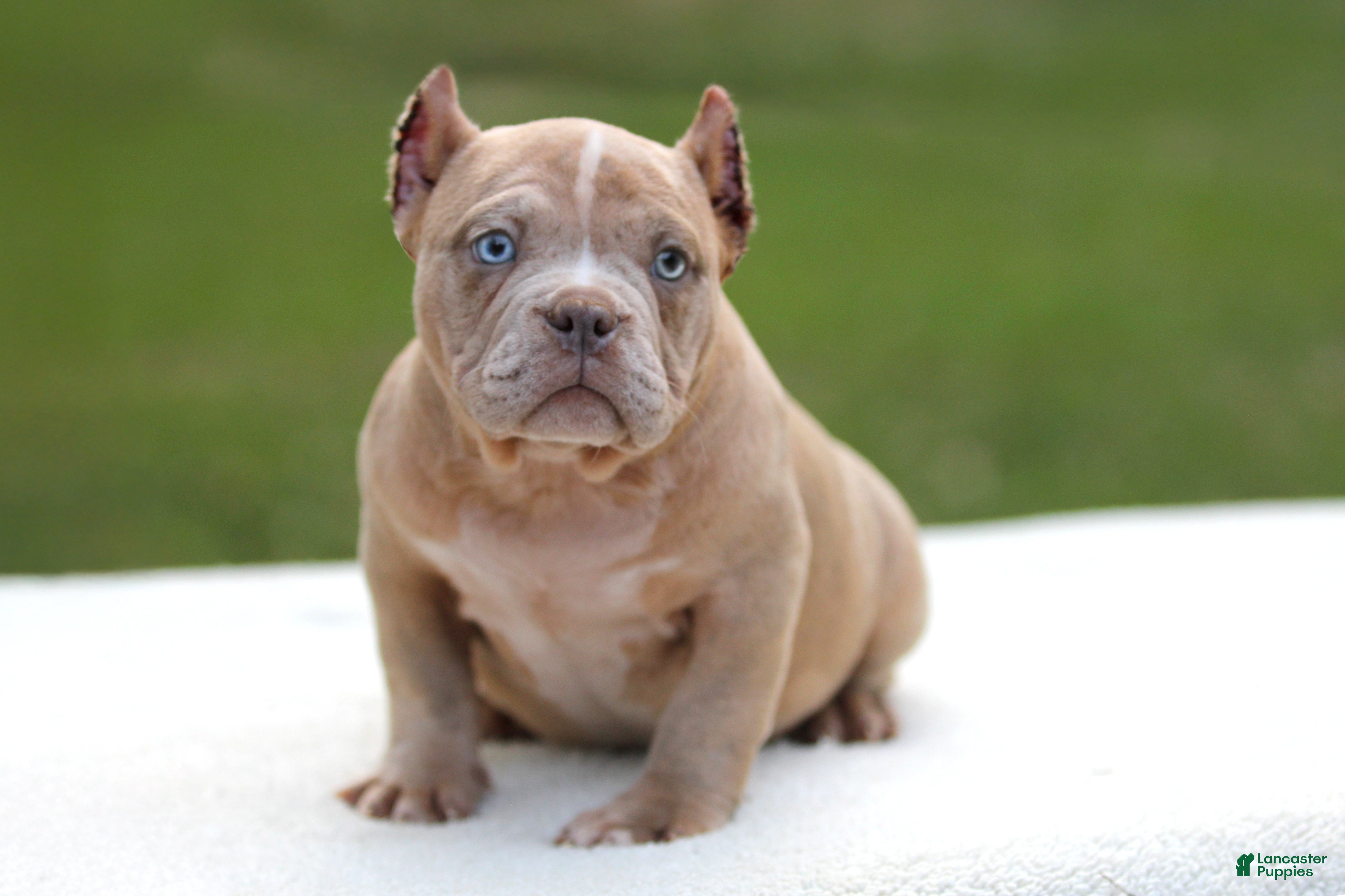American Bully dogs Lilac Merle Female - Ad 1