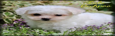 Lulu