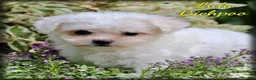 Bichpoo dogs for sale: Lulu - Ad 1