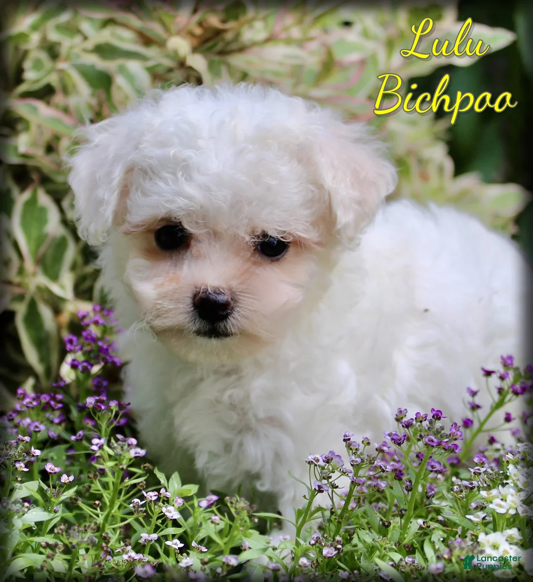 Bichpoo dogs for sale: Lulu - Ad 1