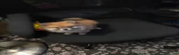 Pomeranian dogs for sale: Vera 1 - Ad 1