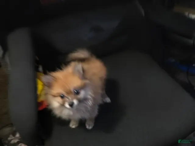 Pomeranian dogs for sale: Vera 1 - Ad 1