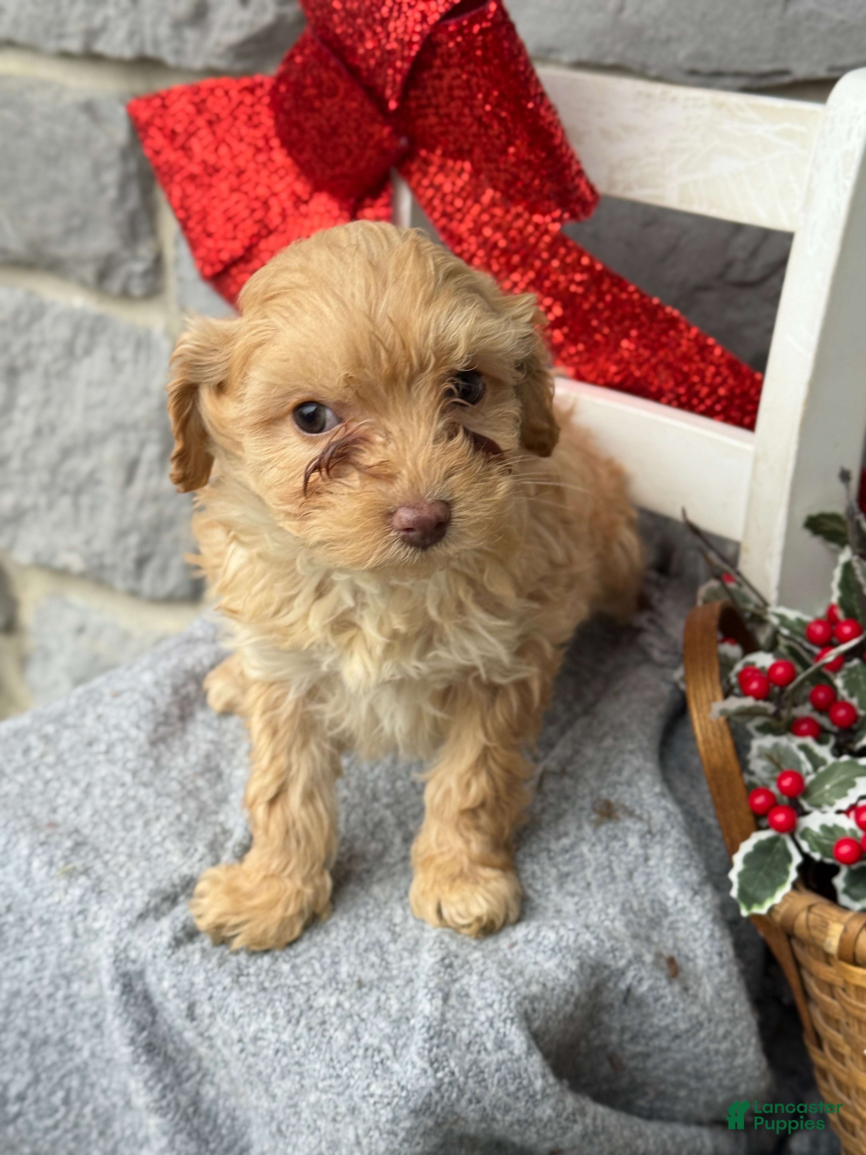 Cavapoo dogs Avalon - Ad 1