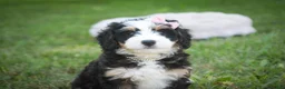 Mini Bernedoodle dogs for sale: Mercedes Mini Bernedoodle  - Ad 8