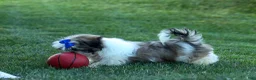 Shih Tzu dogs for sale: MILO - Ad 3
