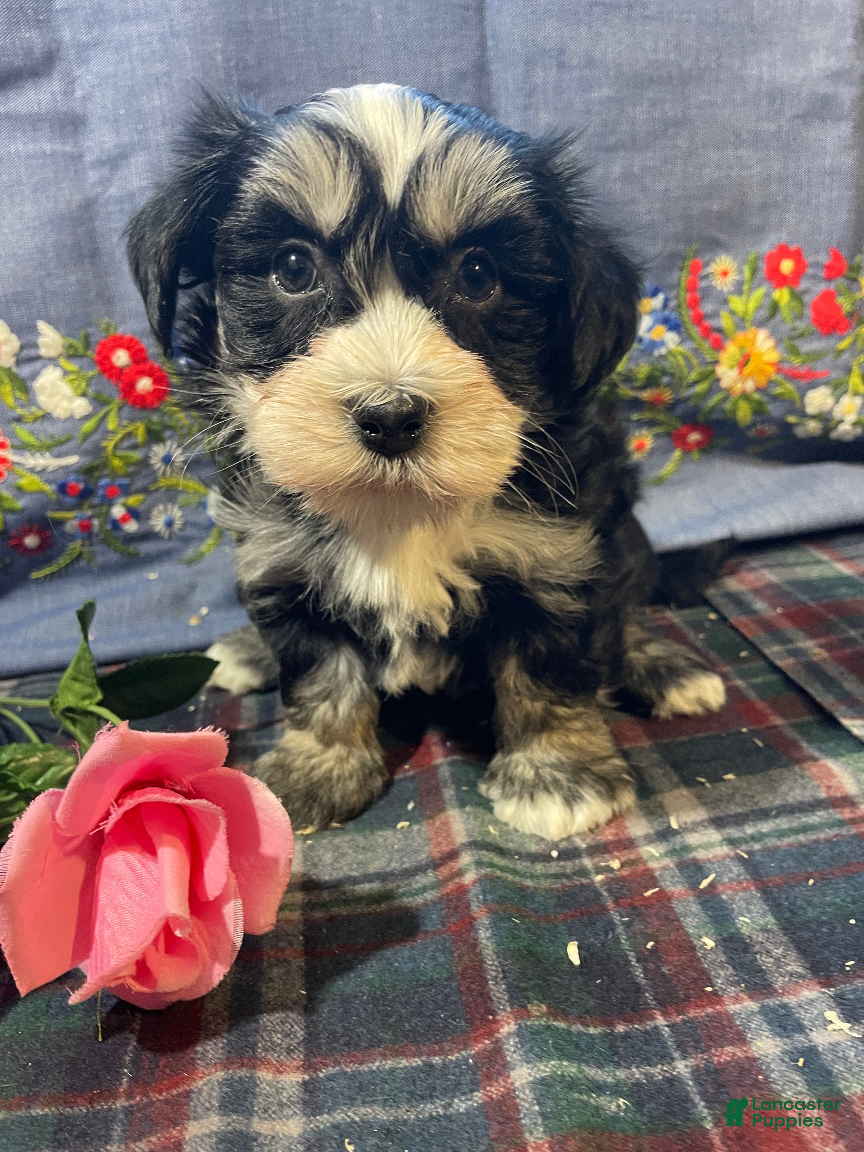 Havanese dogs Gizmo - Ad 40