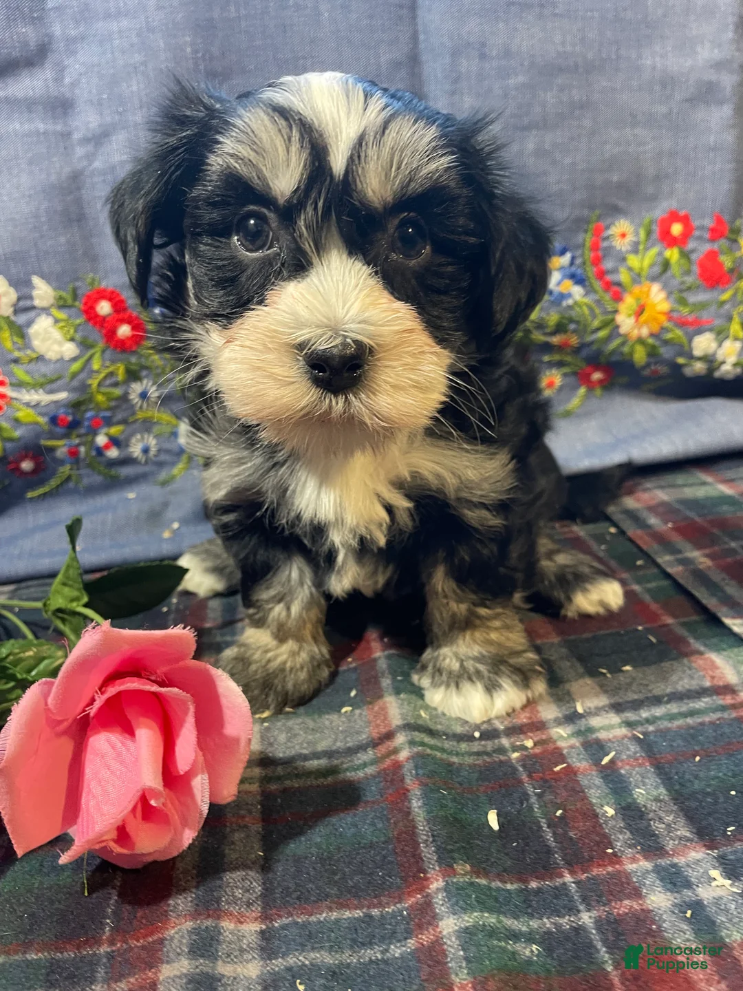 Havanese dogs for sale: Gizmo - Ad 1