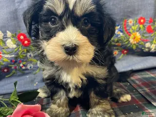 Havanese dogs Gizmo - Ad 40