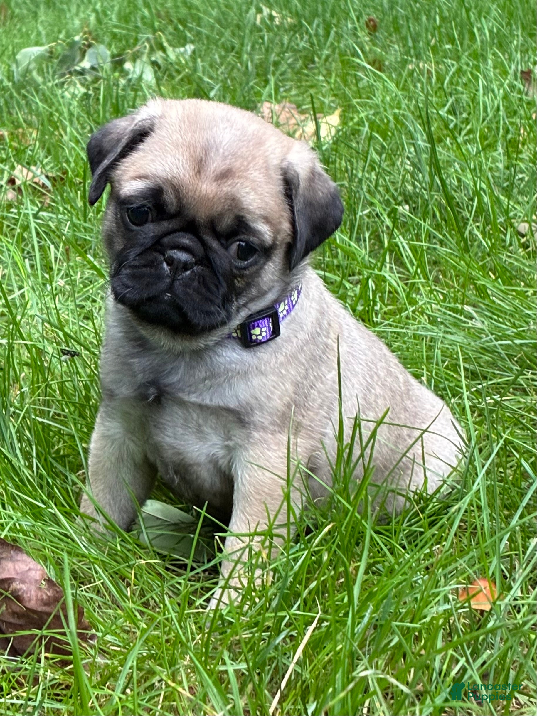 Remmy