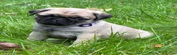 Pug dogs for sale: Remmy - Ad 1