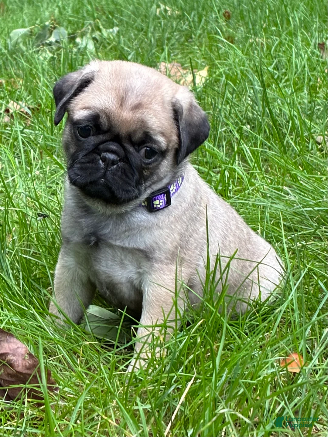 Pug dogs for sale: Remmy - Ad 1