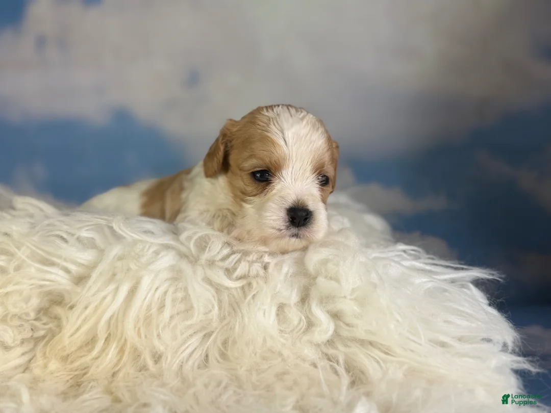 Cavapoo dogs for sale: Chive - Ad 1