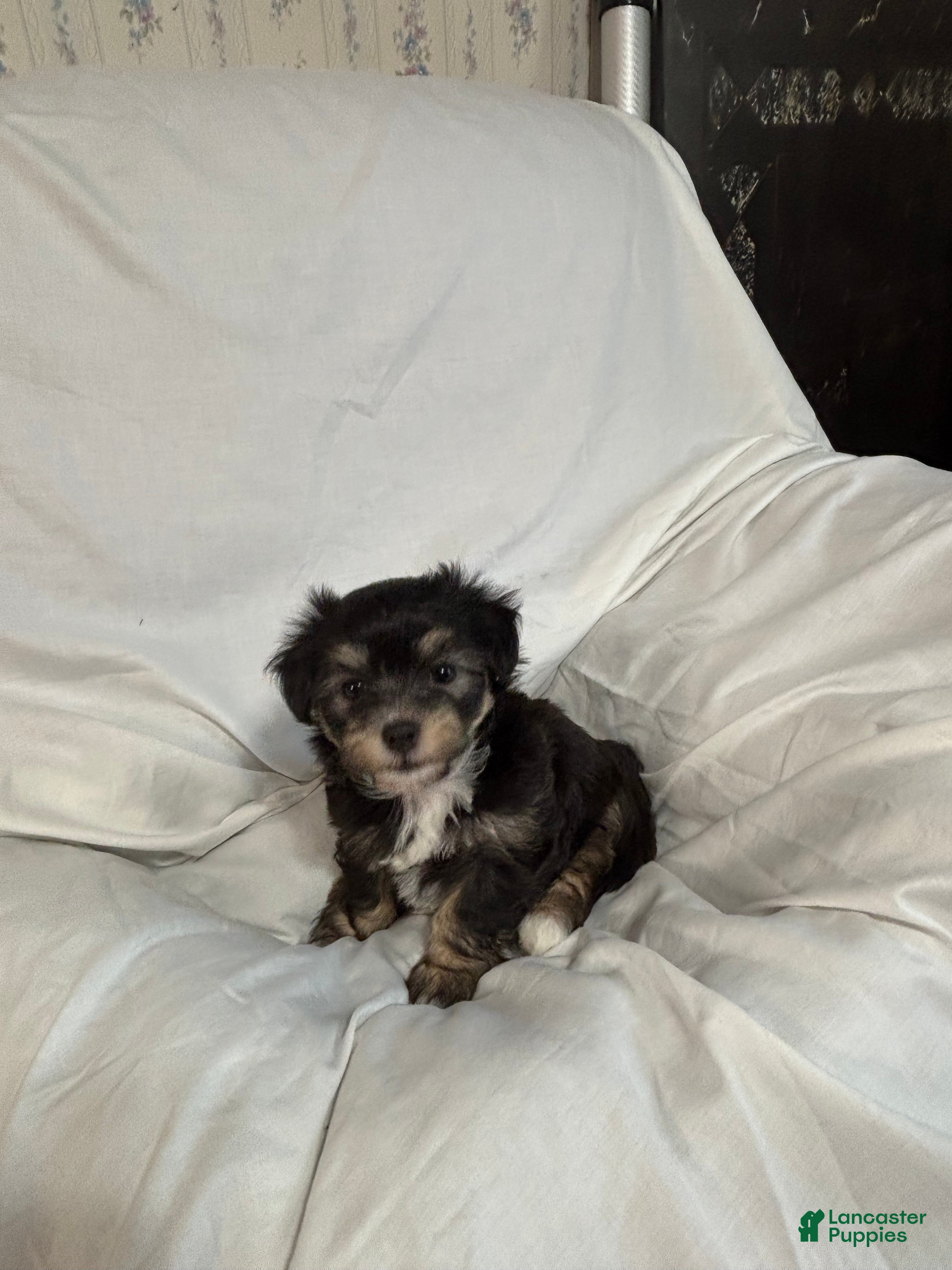 Havanese dogs for sale: Wendy - Ad 3