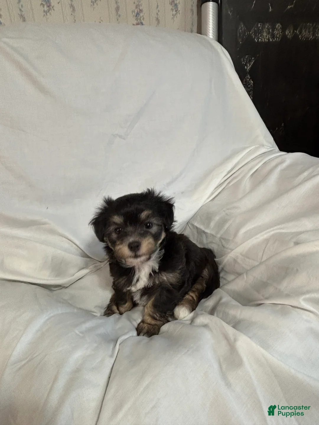 Havanese dogs for sale: Wendy - Ad 1