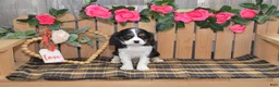 Cavalier King Charles Spaniel dogs for sale: Douglas - Ad 7