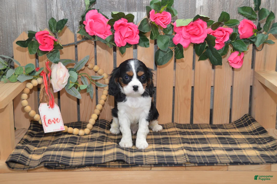 Cavalier King Charles Spaniel dogs for sale: Douglas - Ad 7