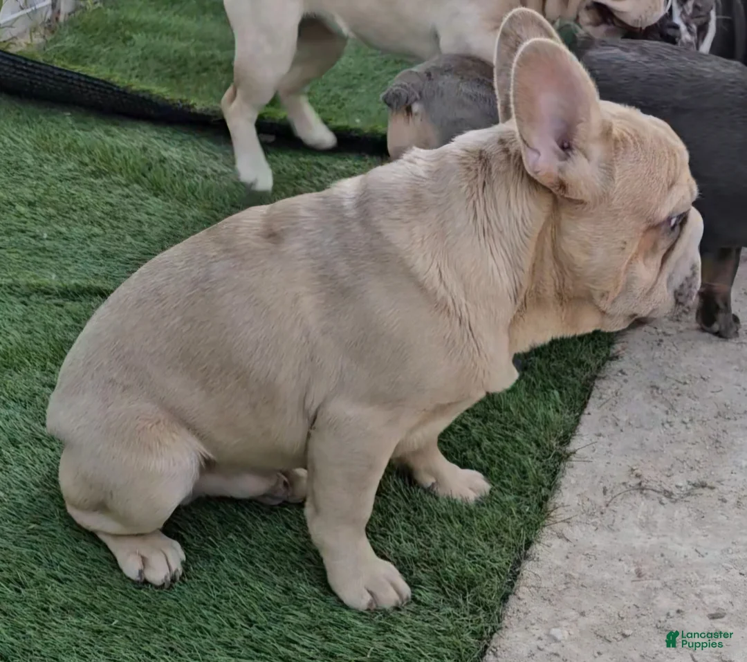 French Bulldog dogs for sale: French Bulldog Puppy 1 - Ad 11