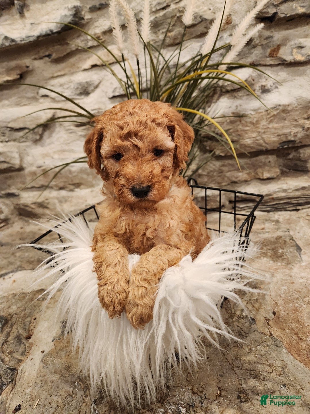Mini Goldendoodle dogs for sale: JETT - MINI GOLDENDOODLE LOVELY PUPPY (RICHLAND, PA) - F1BB - Ad 7