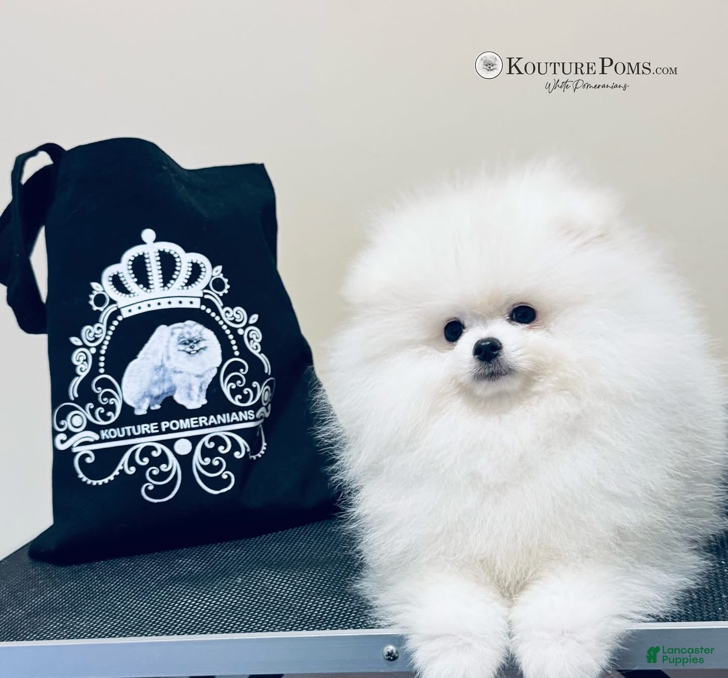 Pomeranian dogs Versace - Ad 18