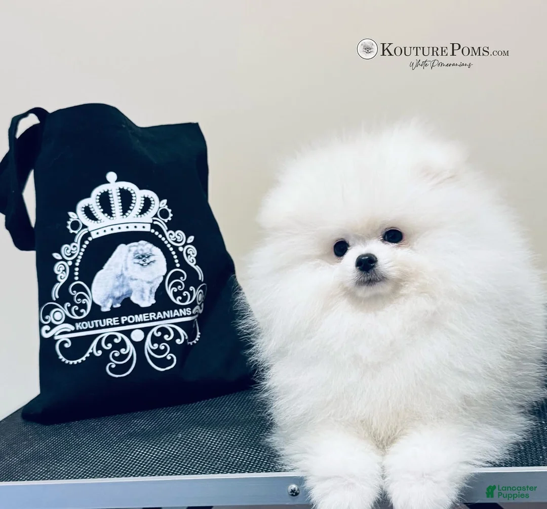 Pomeranian dogs for sale: Versace - Ad 1