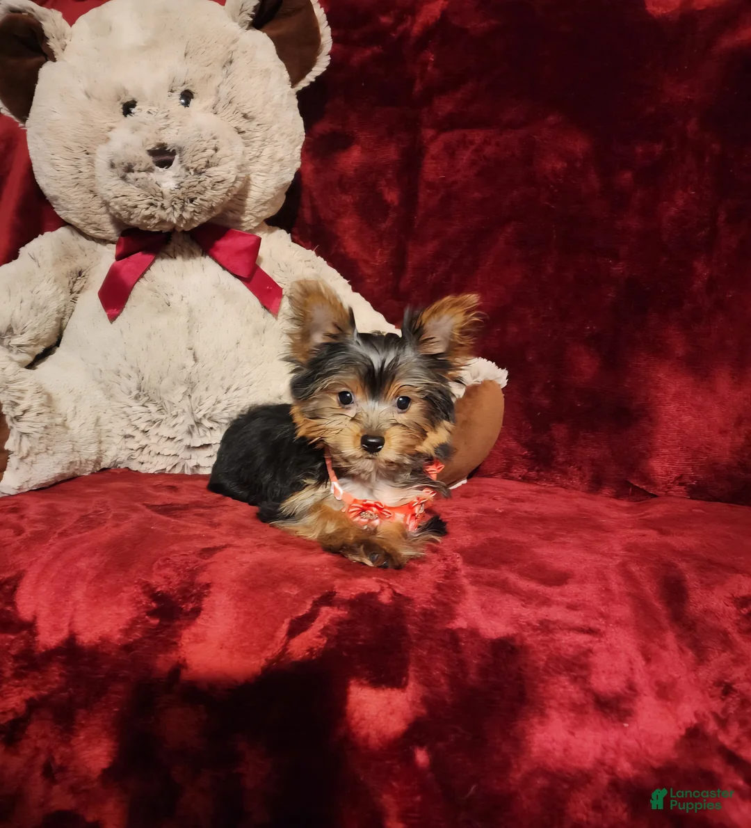 Yorkshire Terrier dogs for sale: MUNCHKIN - Ad 2