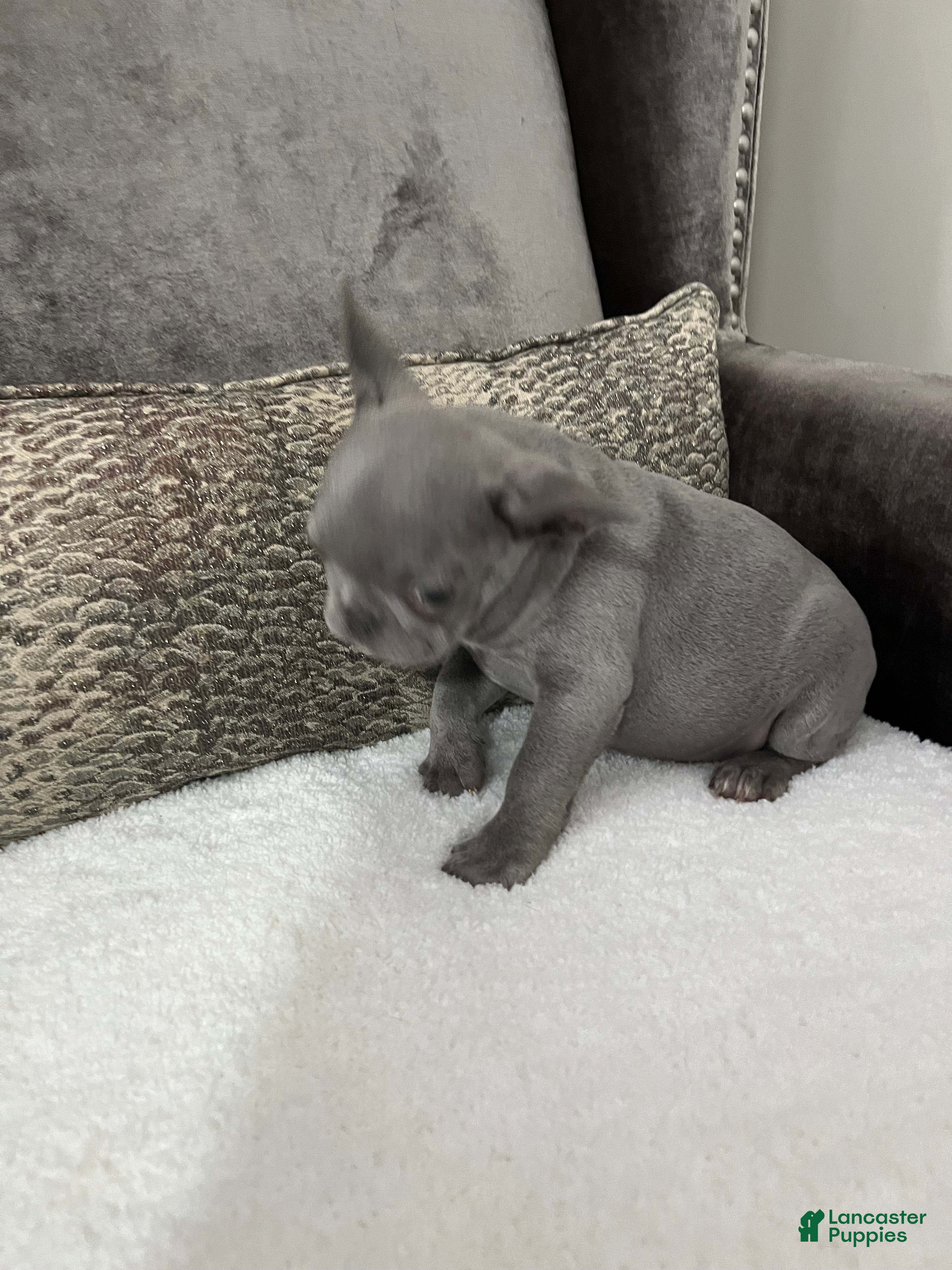French Bulldog dogs Maverick  - Ad 2