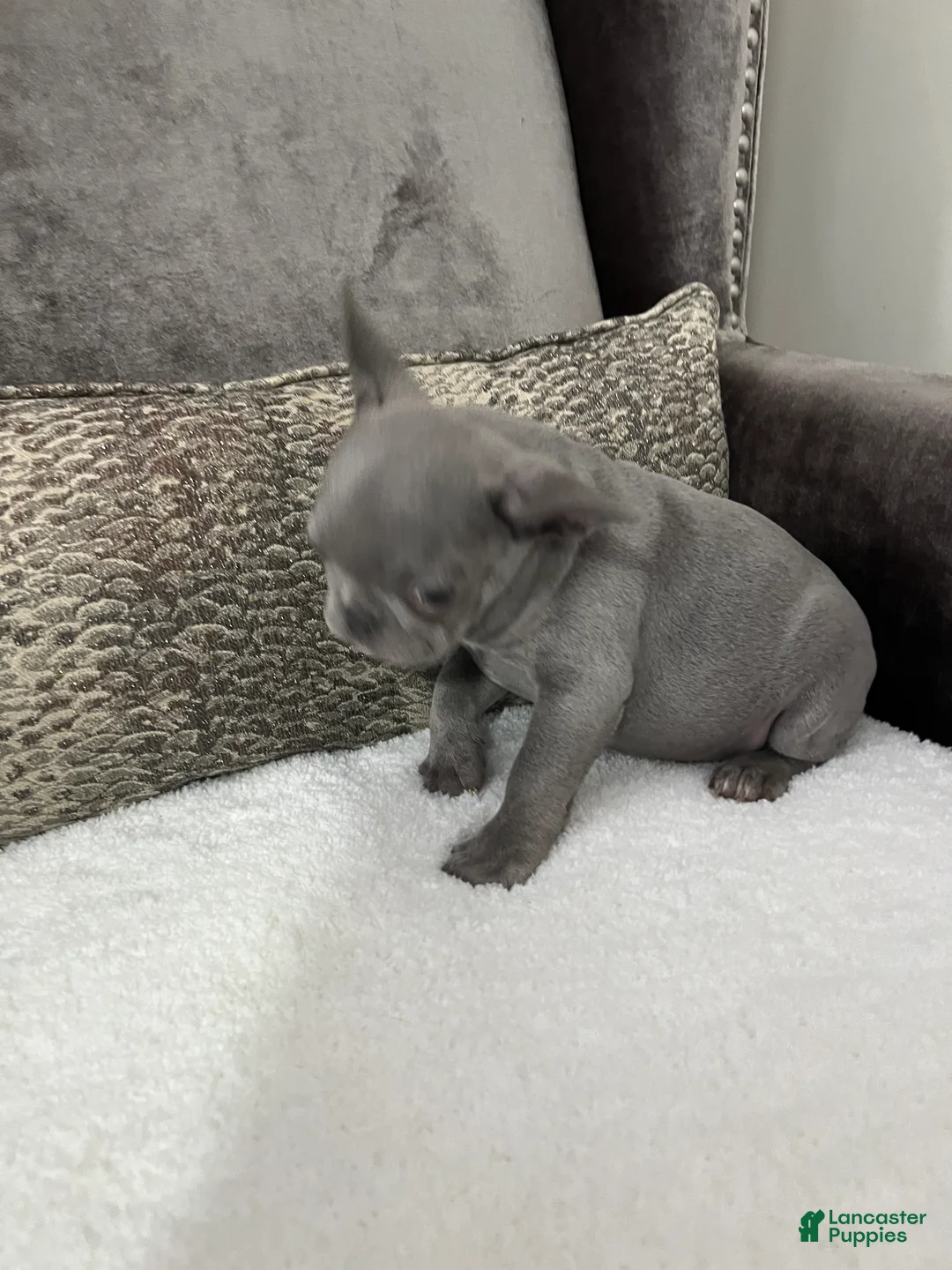 French Bulldog dogs for sale: Maverick  - Ad 2