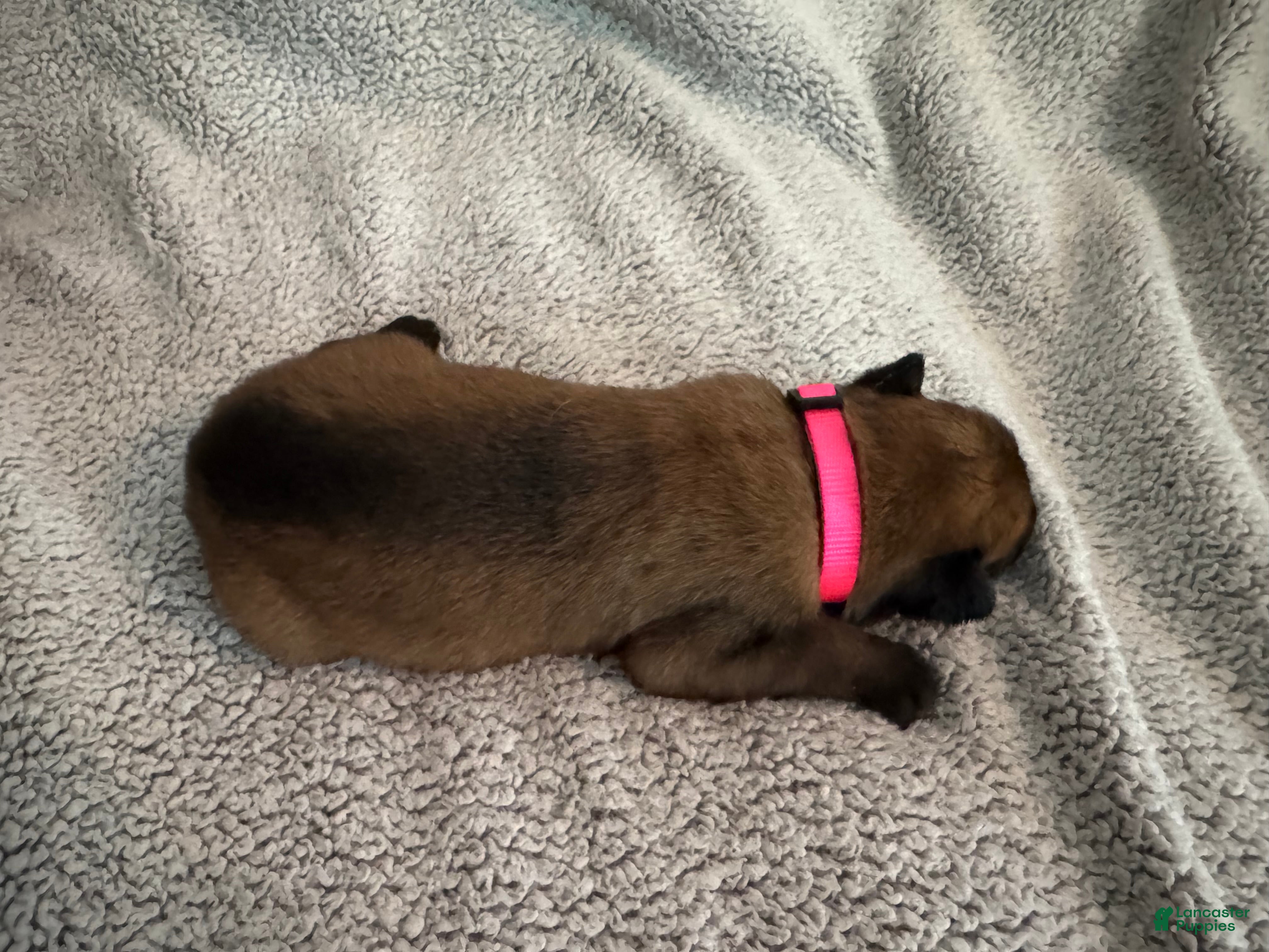Belgian Malinois dogs Belgian Malinois 8 - Ad 28