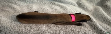 Belgian Malinois 8