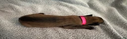 Belgian Malinois dogs for sale: Belgian Malinois 8 - Ad 1