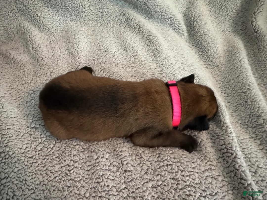 Belgian Malinois dogs for sale: Belgian Malinois 8 - Ad 1