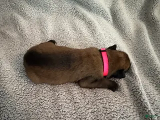 Belgian Malinois dogs Belgian Malinois 8 - Ad 27