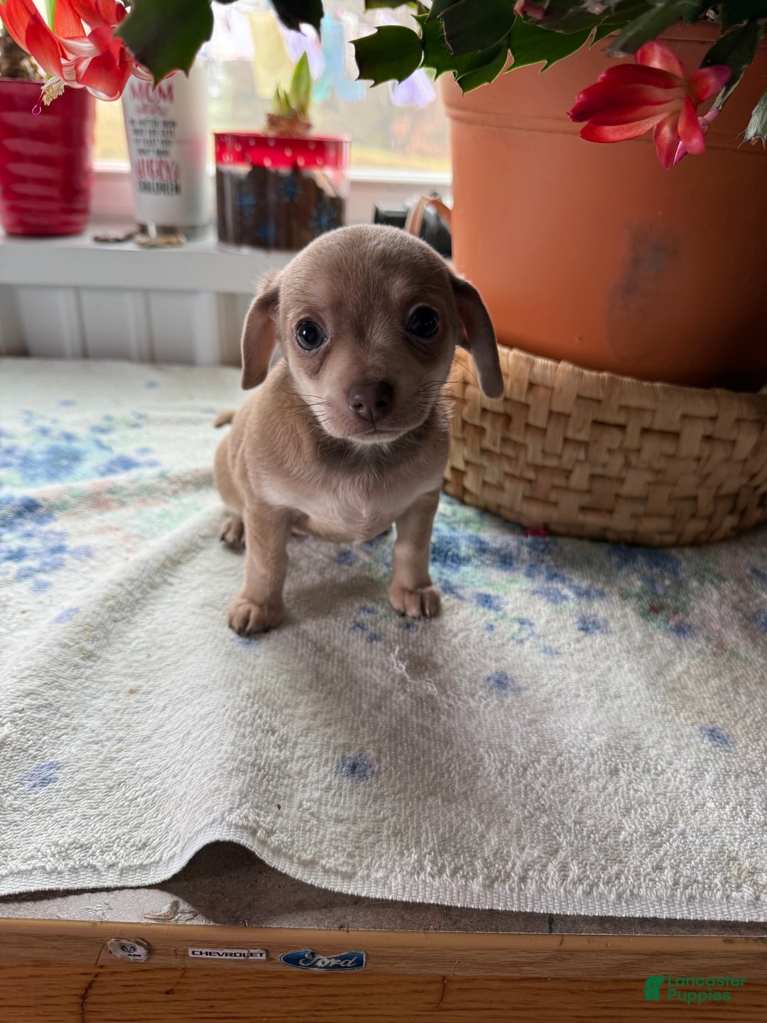 Chihuahua dogs for sale: Precious  - Ad 3