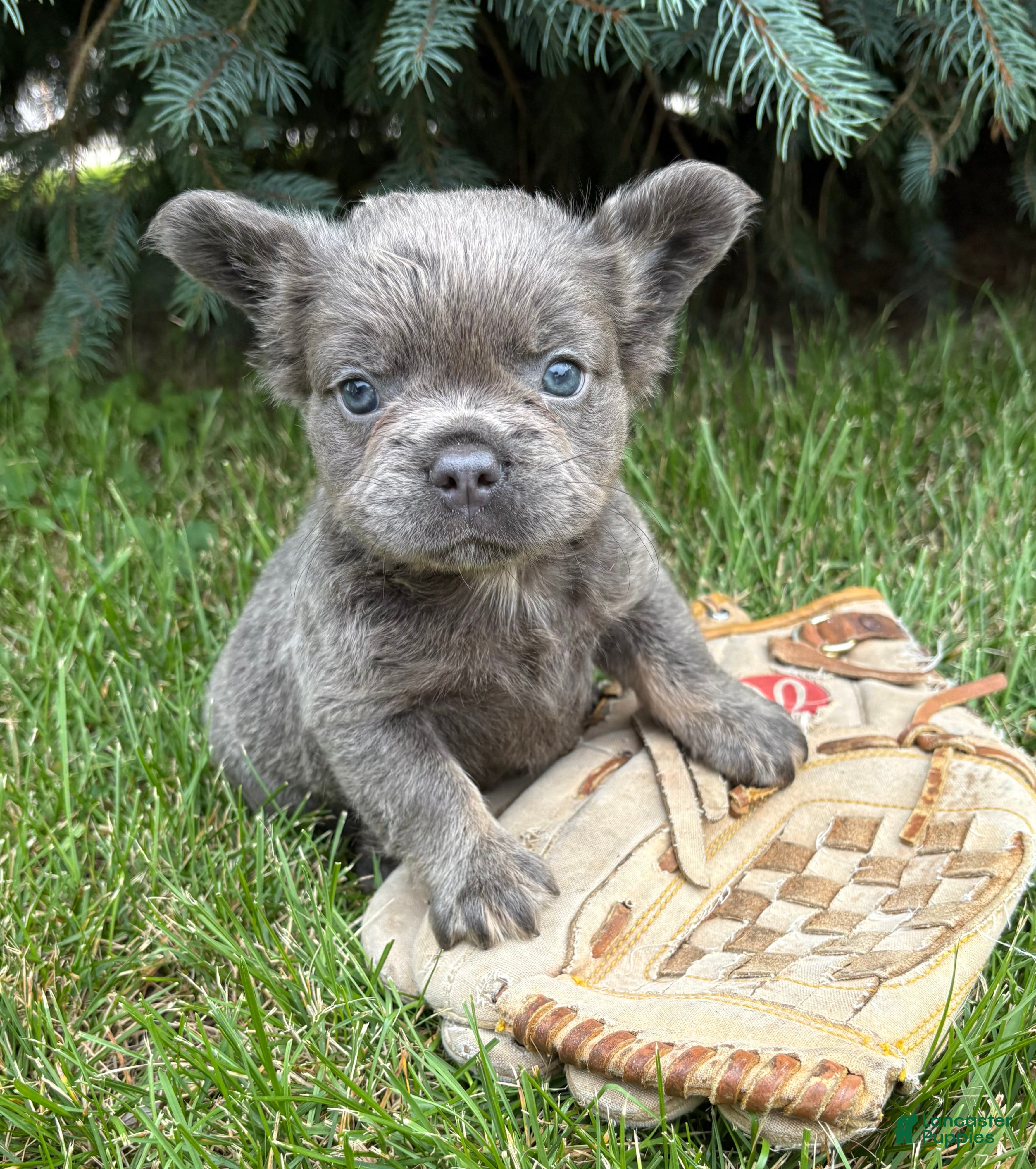 French Bulldog dogs Darcy Fluffy - Ad 2