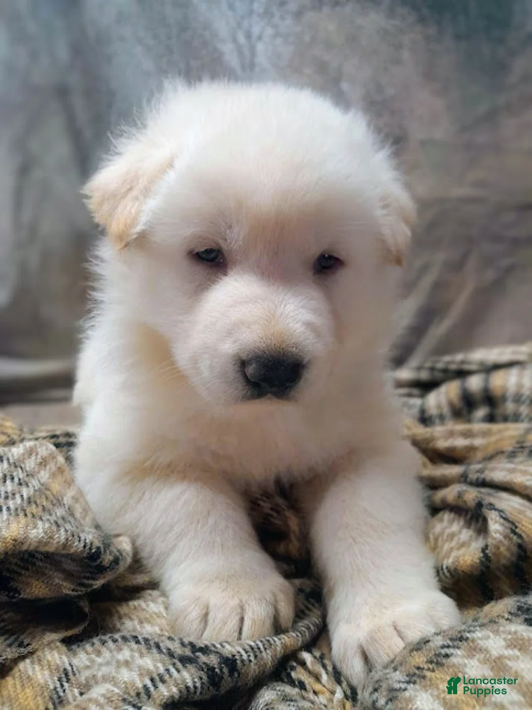 German Shepherd dogs for sale: Striker - Ad 2