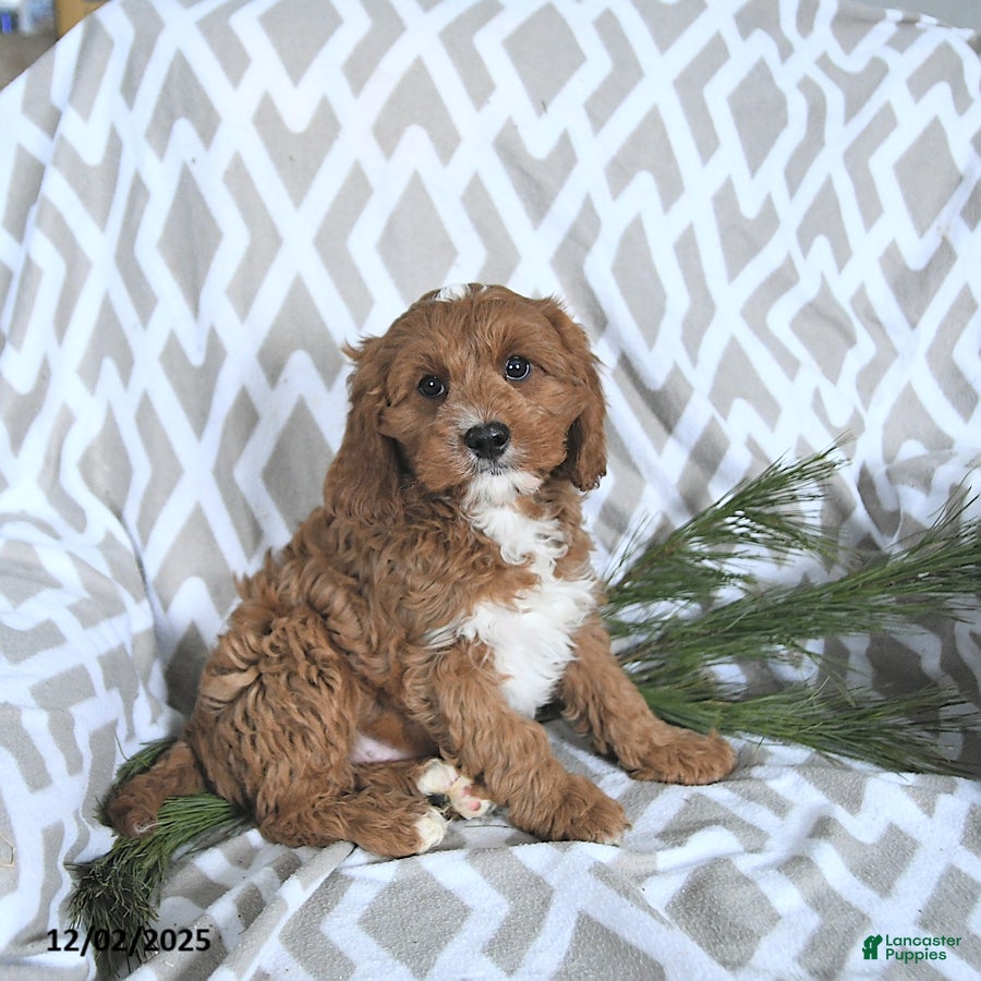 Cavapoo dogs Rudolph - Ad 18