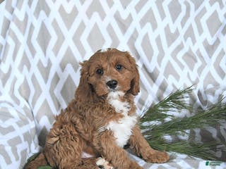 Cavapoo dogs Rudolph - Ad 30