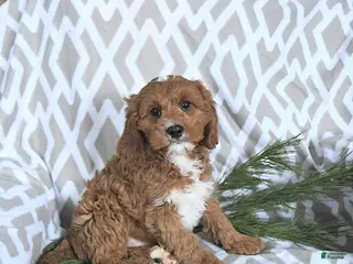 Cavapoo dogs Rudolph - Ad 18