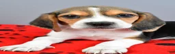 Beagle dogs for sale: Dandy - Ad 5