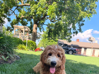 Goldendoodle dogs - Ad 8