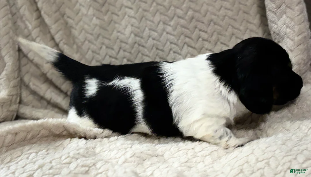 Dachshund dogs for sale: Dachshund Puppy 1 - Ad 3