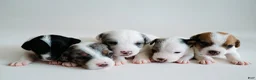 Jack Russell Terrier dogs for sale: Jack Russell Terrier 4 - Ad 9