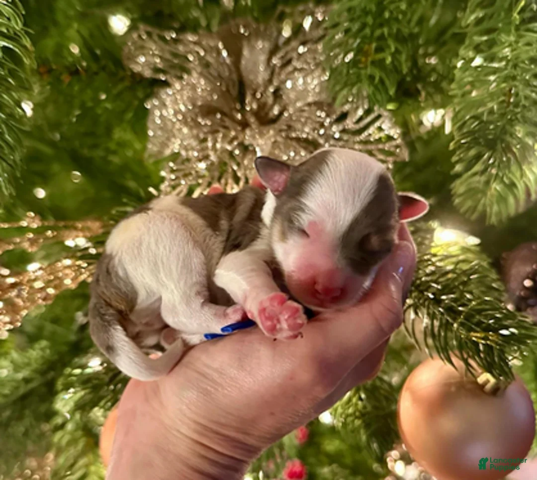 Aussiedoodle dogs for sale: Dustin The Brain Henderson - Ad 3