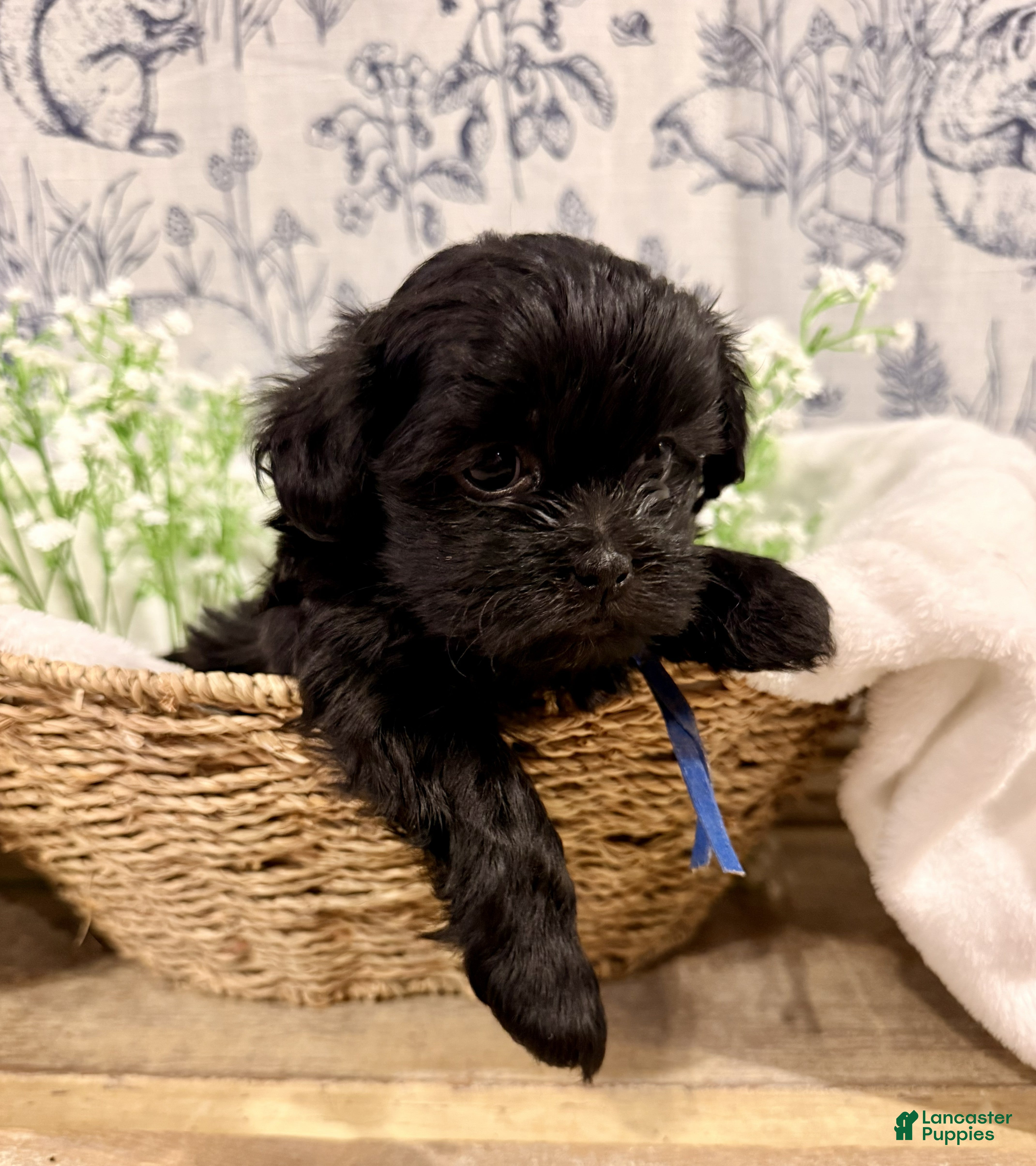 Shihpoo dogs Percy - Ad 30
