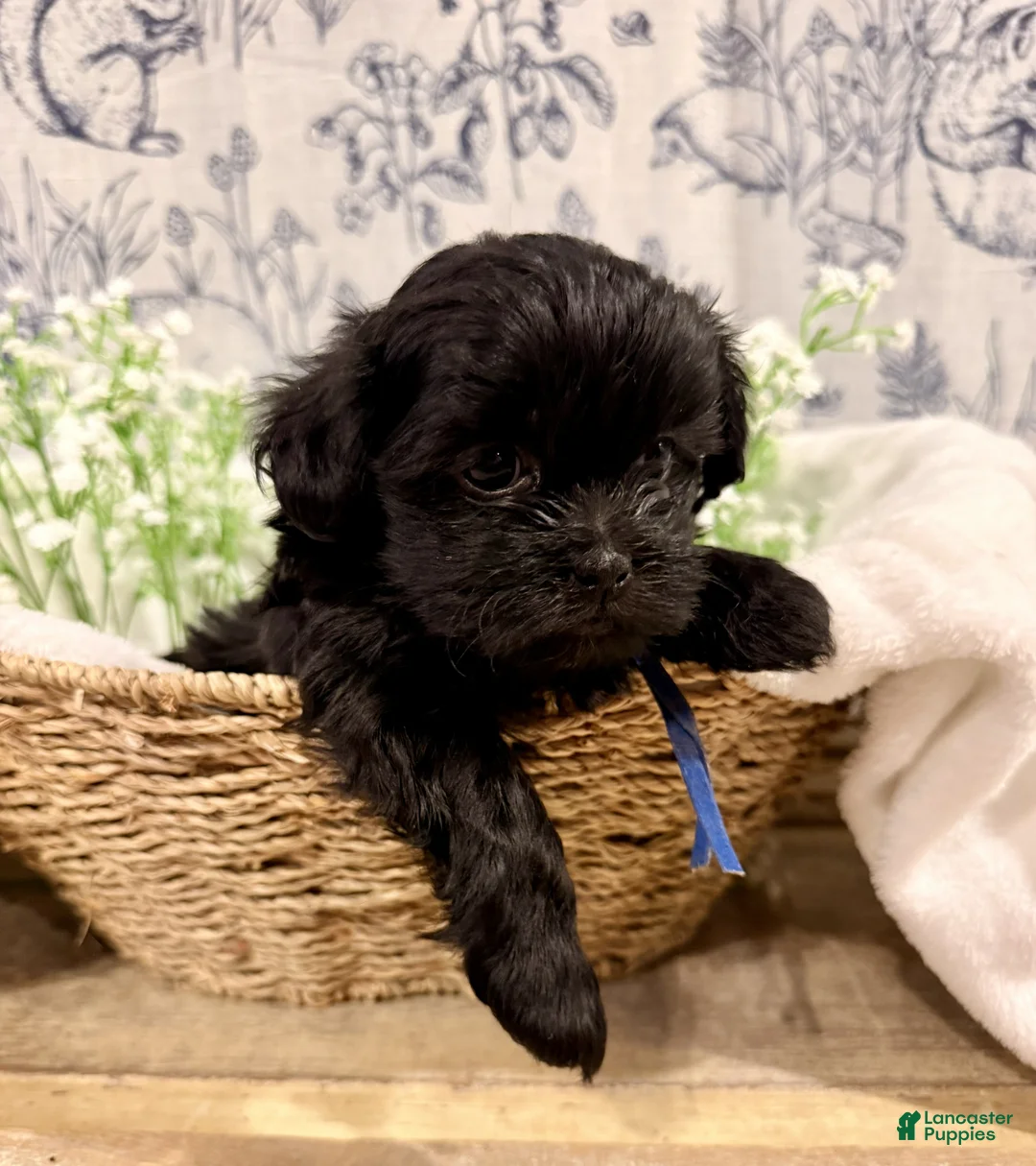 Shihpoo dogs for sale: Percy - Ad 1