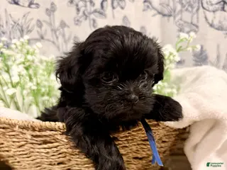 Shihpoo dogs Percy - Ad 30