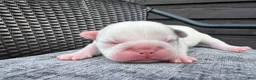 French Bulldog dogs for sale: French Bulldog 3 FEMALE - Ad 4